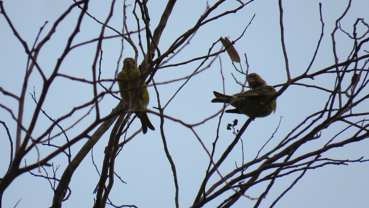 European Greenfinch - ML624217319