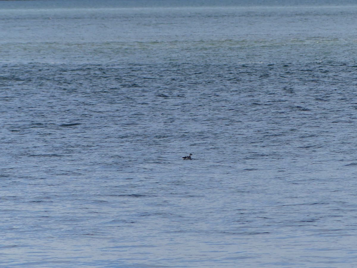 Pigeon Guillemot - ML624217357