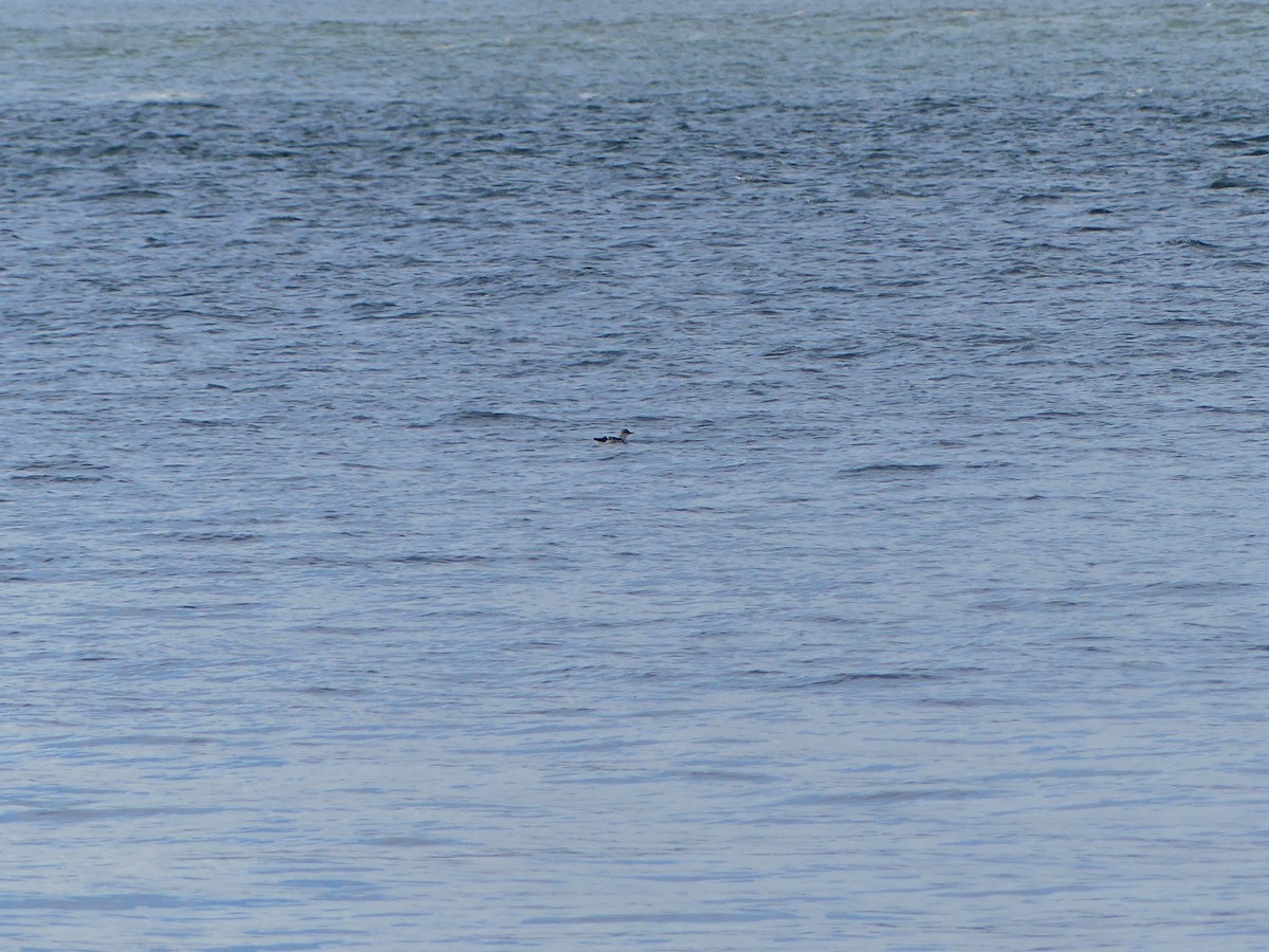 Pigeon Guillemot - ML624217358