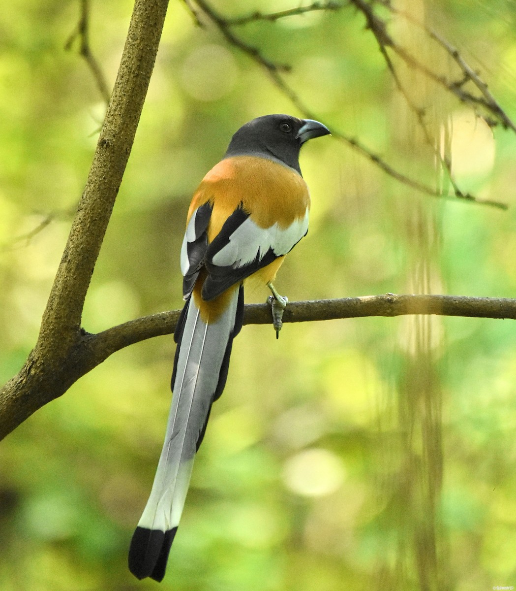 Rufous Treepie - ML624217360