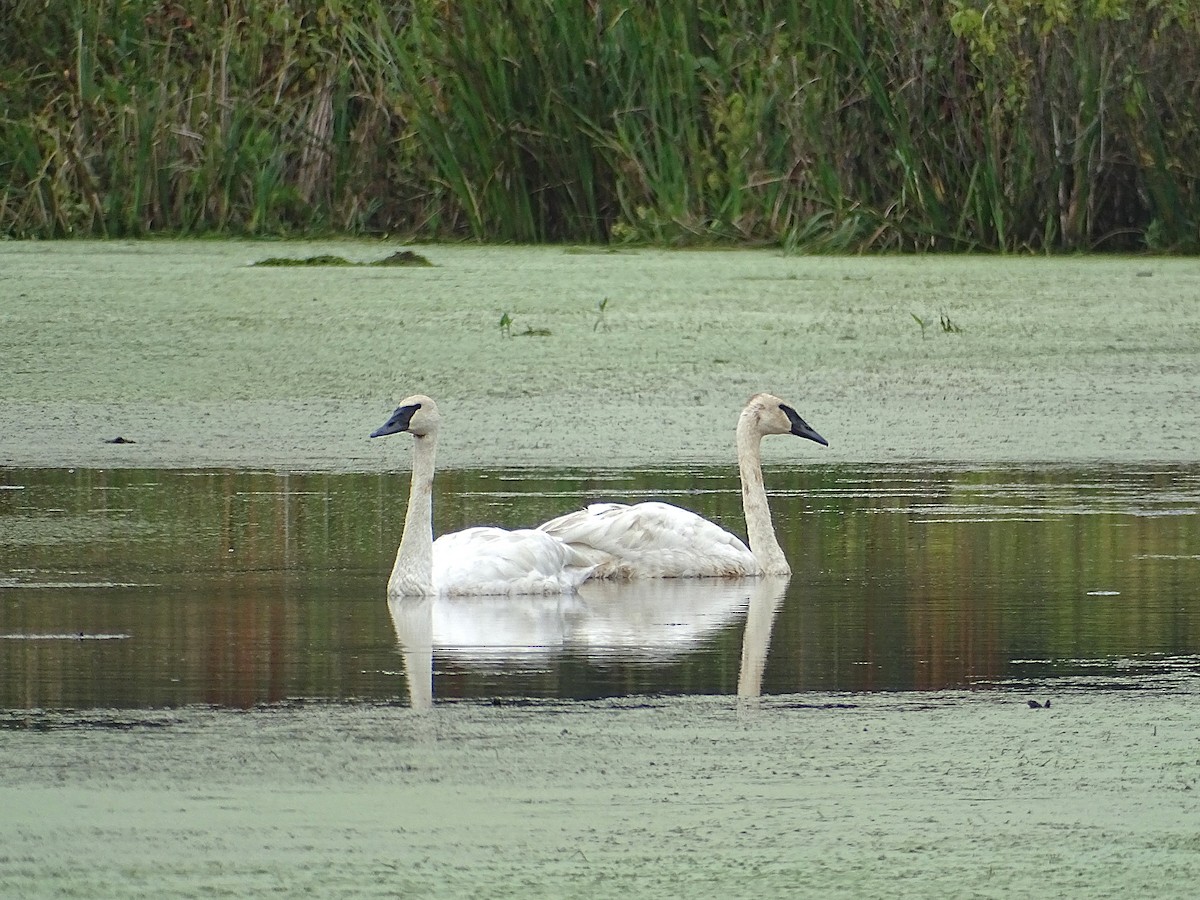 Cisne Trompetero - ML624217374