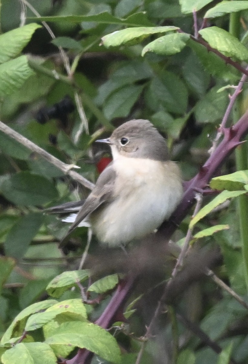 Red-breasted Flycatcher - Keith Bowers