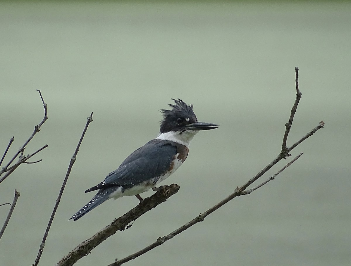 Belted Kingfisher - Su Snyder