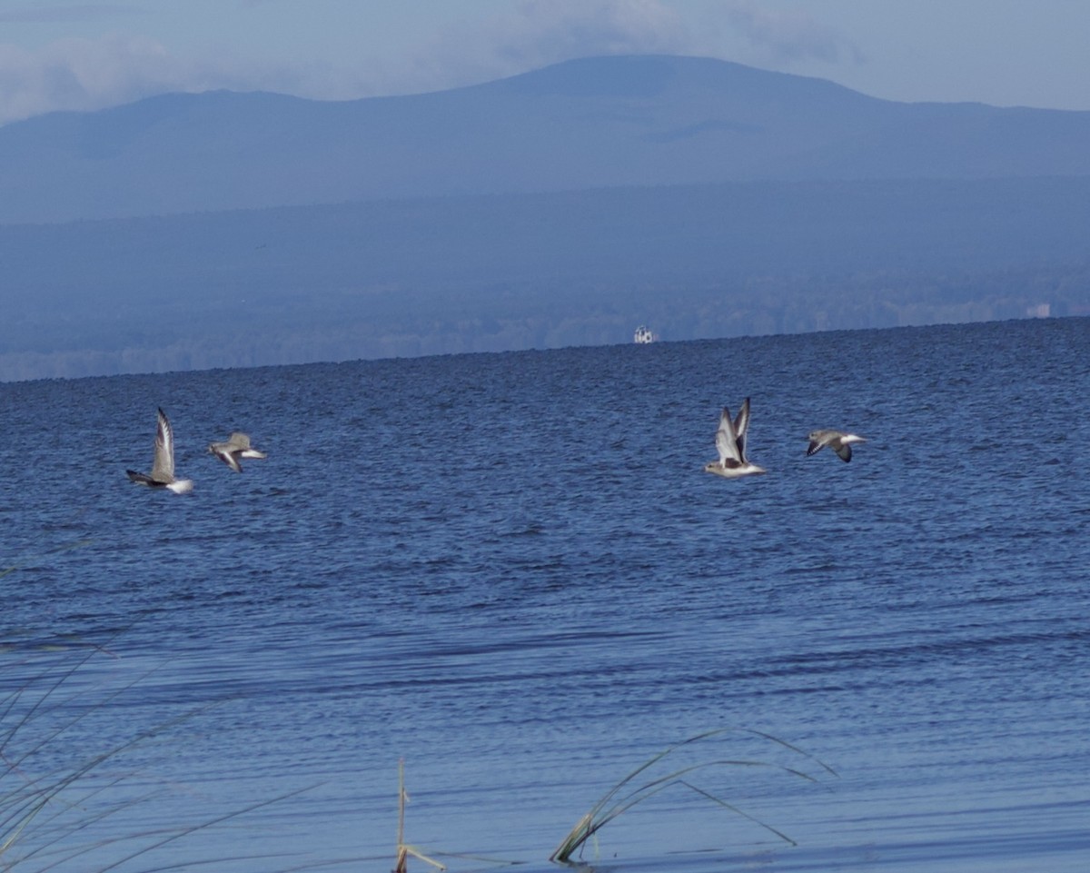 Black-bellied Plover - ML624217392