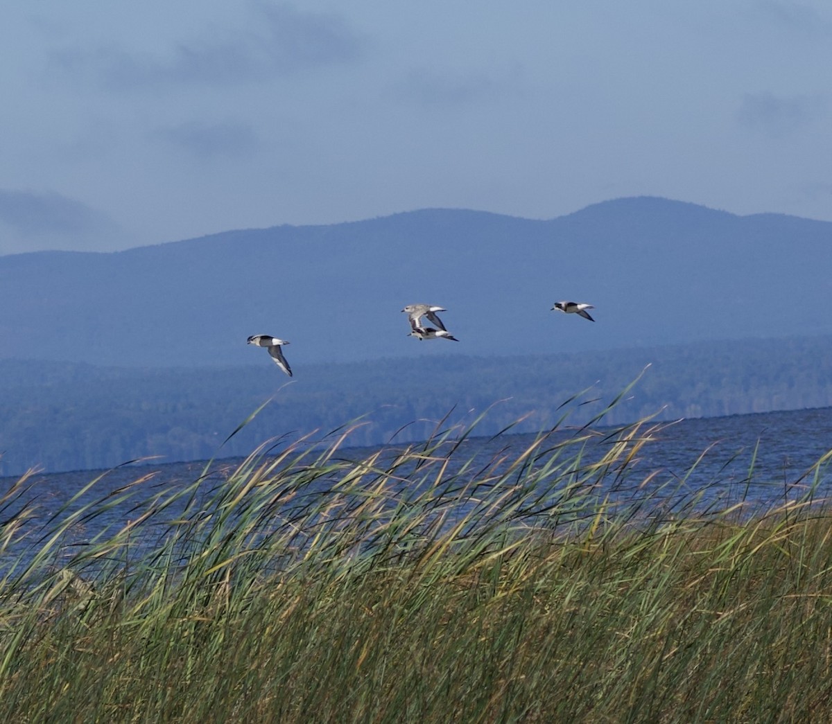 Black-bellied Plover - ML624217393