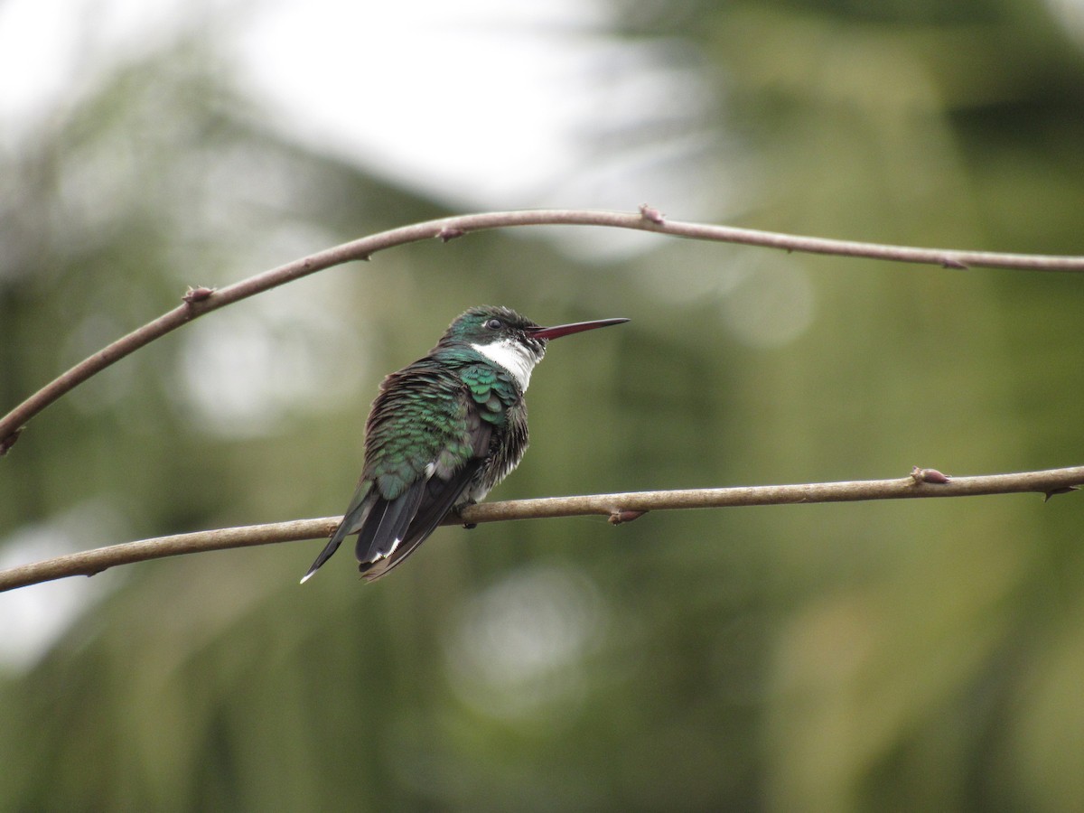 White-throated Hummingbird - ML624217407