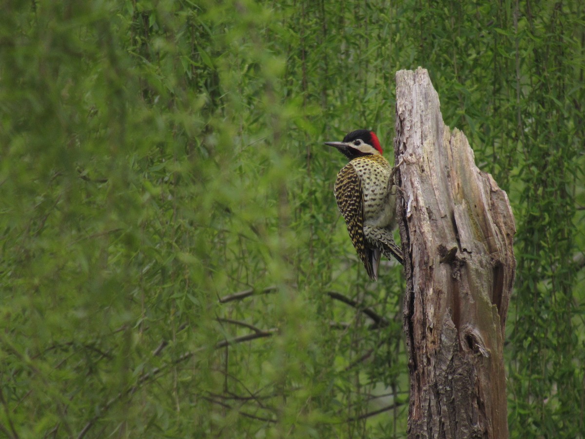 Green-barred Woodpecker - ML624217411