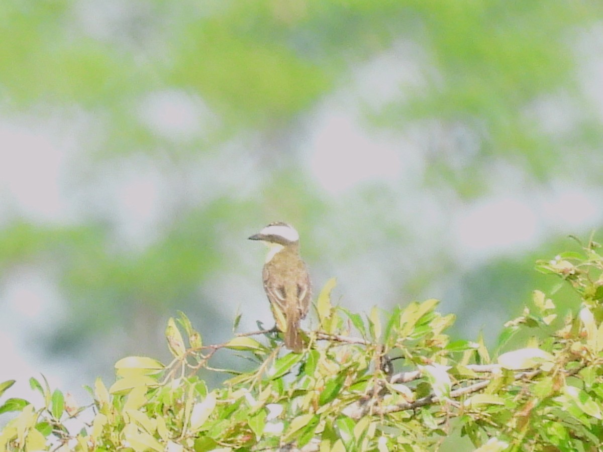 Yellow-throated Flycatcher - ML624217416