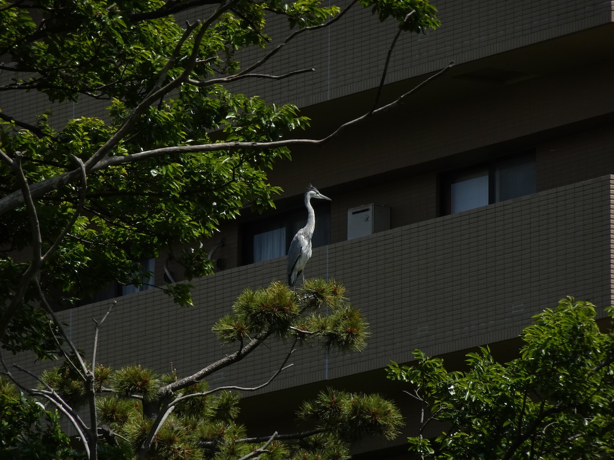 Gray Heron - Pierre Alquier