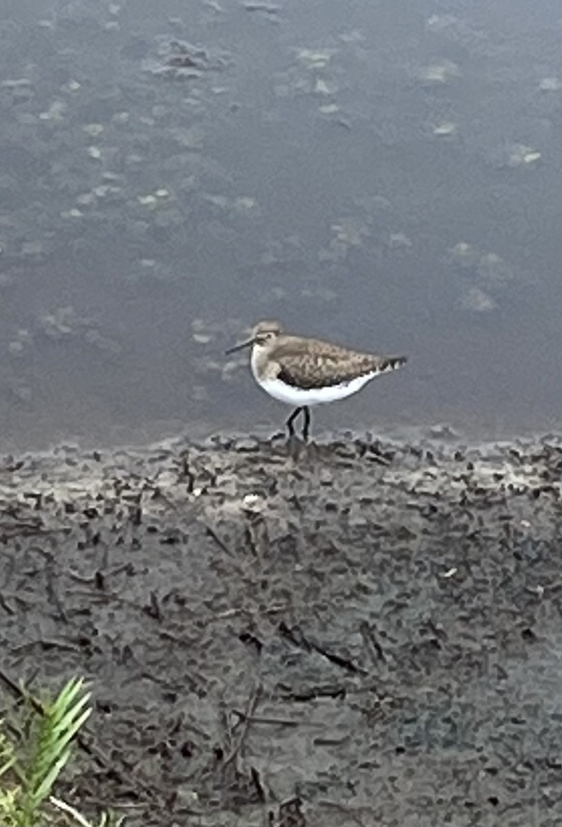 Solitary Sandpiper - ML624217424