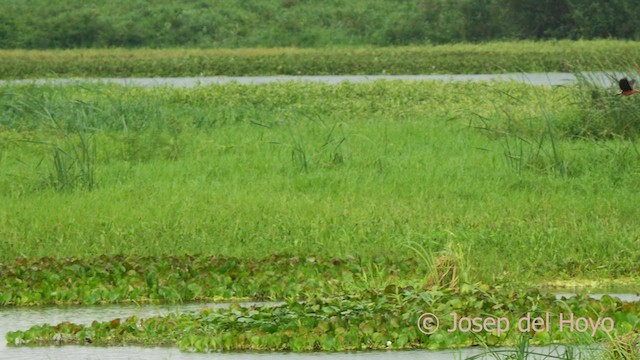 Fulvous Whistling-Duck - ML624217425