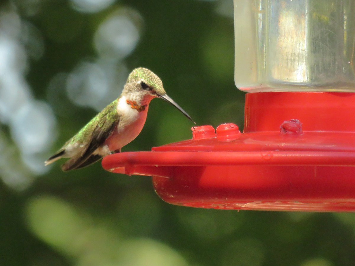 Ruby-throated Hummingbird - ML624217430