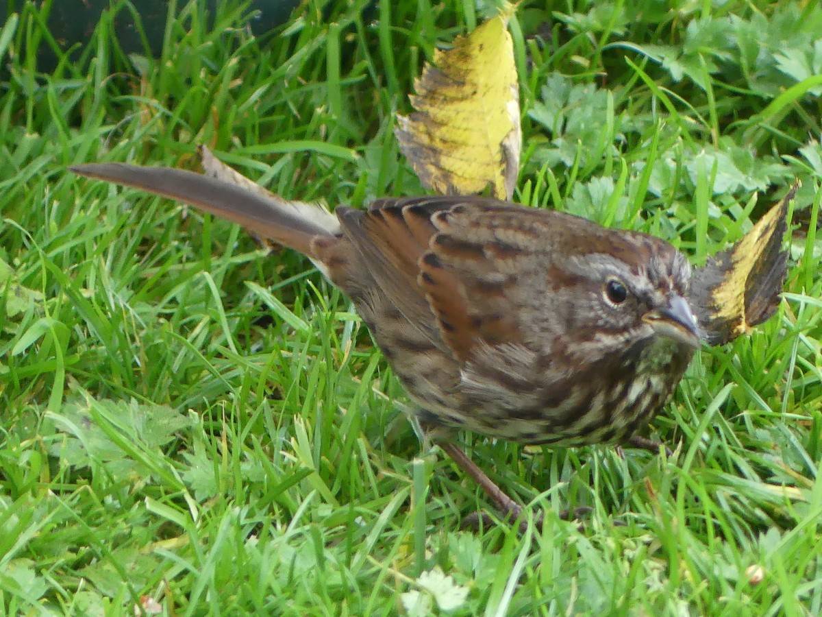 Song Sparrow - ML624217435