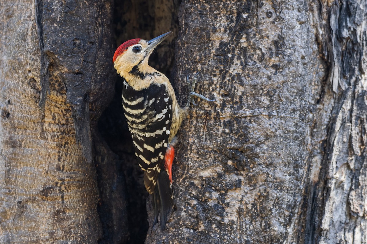 Fulvous-breasted Woodpecker - Yeray Seminario