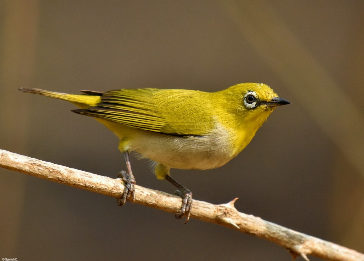 Indian White-eye - ML624217442