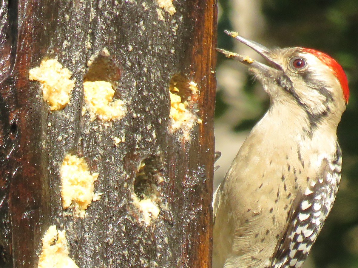 Ladder-backed Woodpecker - ML624217462