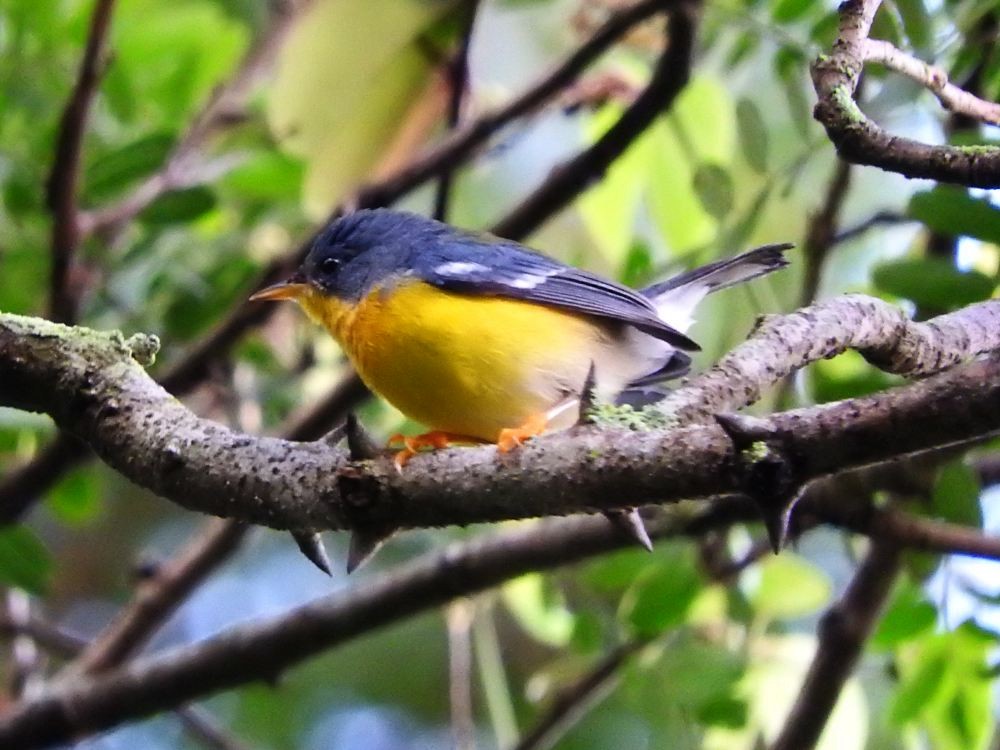 Tropical Parula - Fernando Nunes