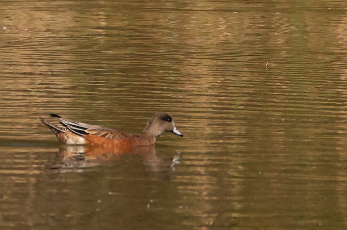 American Wigeon - Ian Somerville