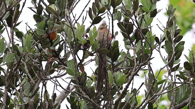 White-backed Mousebird - ML624217478