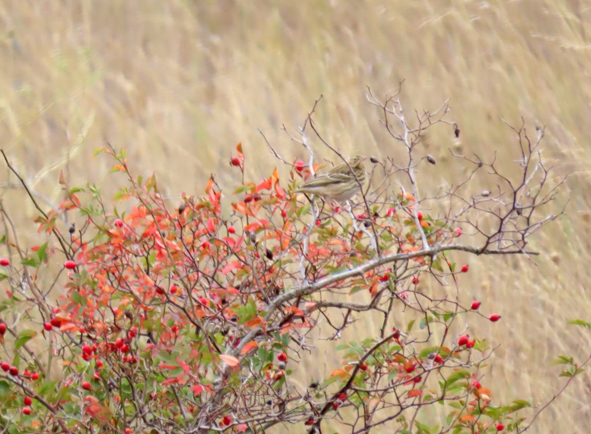 Tree Pipit - Francisco Javier Calvo lesmes