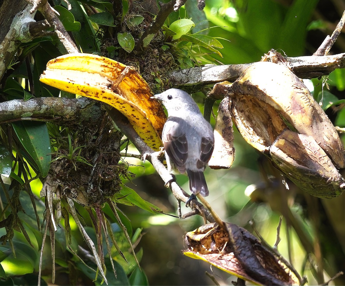 Plain-colored Tanager - Gregg Hitchings