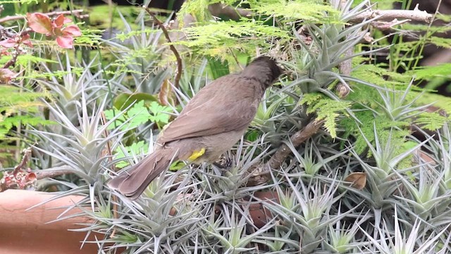 Bulbul de El Cabo - ML624217487