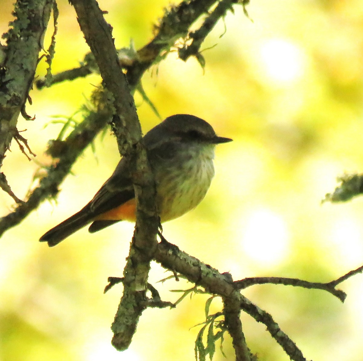 Vermilion Flycatcher - ML624217489