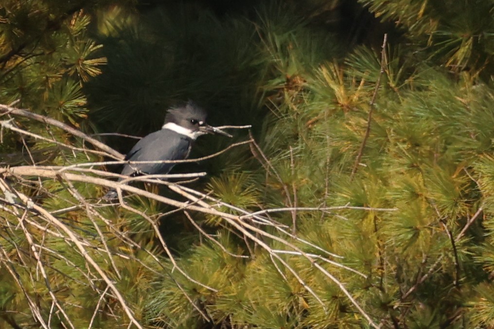 Belted Kingfisher - ML624217515