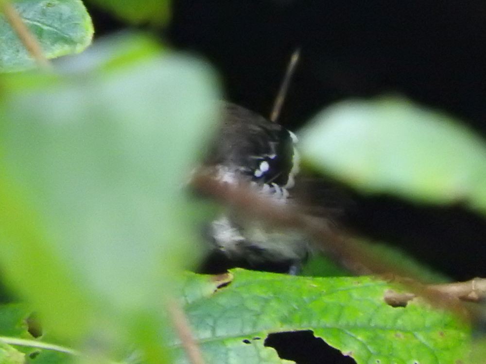 Northern White-fringed Antwren - Fernando Nunes