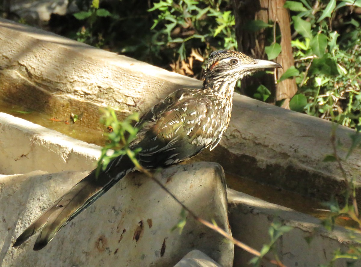 Greater Roadrunner - ML624217517