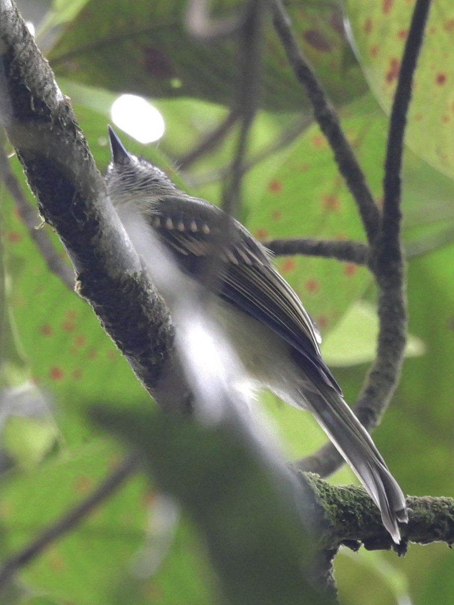 Slaty-capped Flycatcher - Jhon Carlos Andres Rivera Higuera