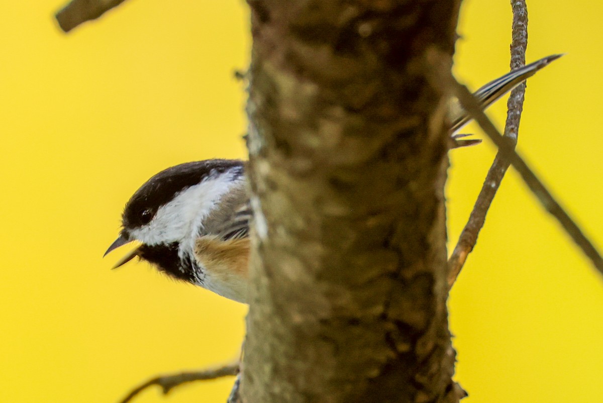 Black-capped Chickadee - Ian Somerville