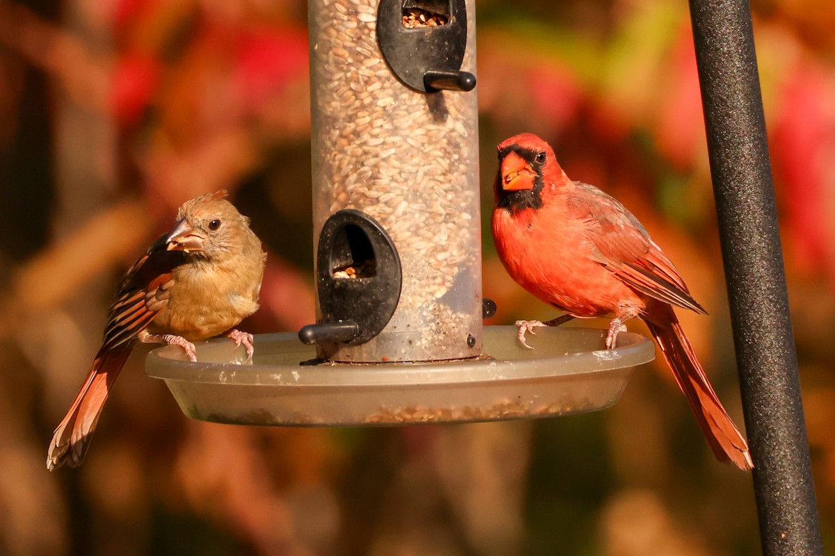 Northern Cardinal - ML624217532