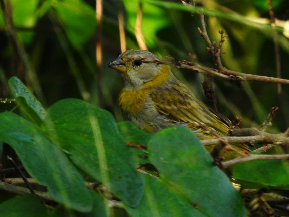 Saffron Finch - ML624217537