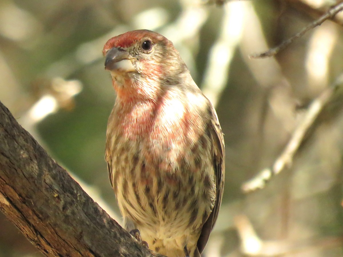 House Finch - ML624217538