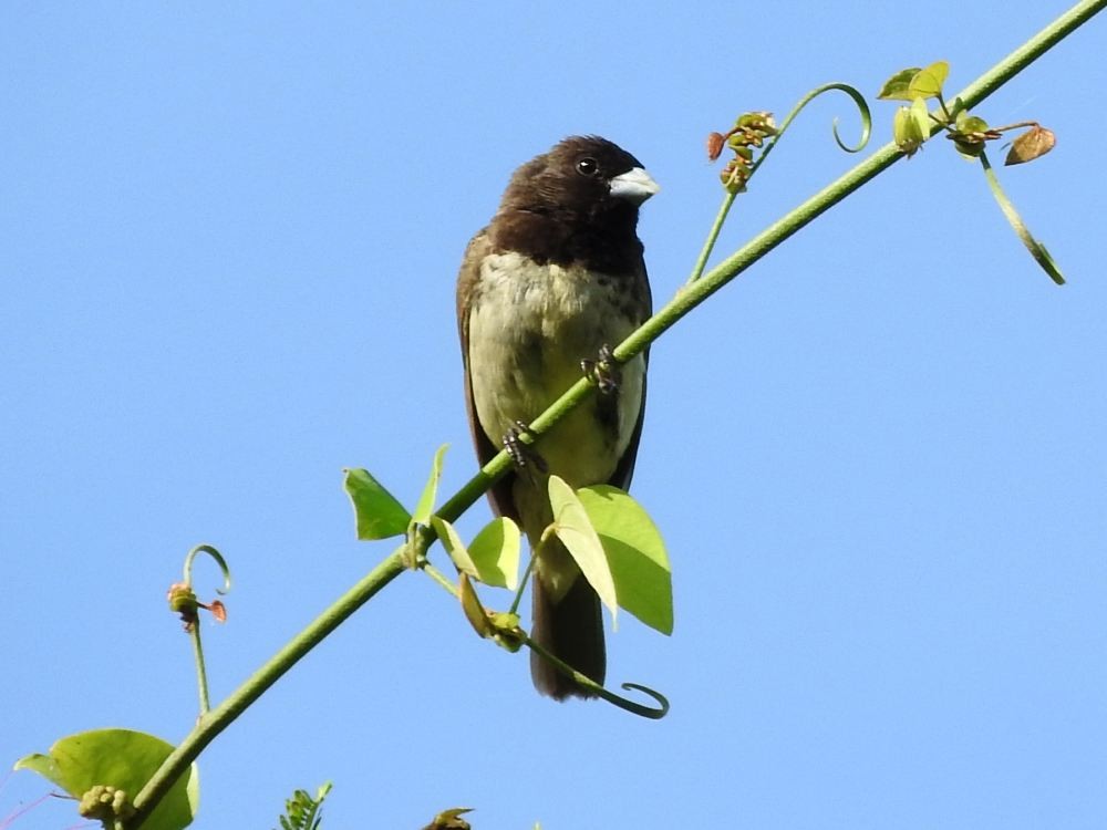 Yellow-bellied Seedeater - ML624217539