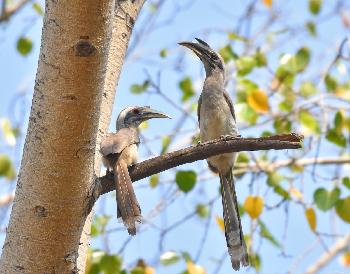 Indian Gray Hornbill - ML624217540