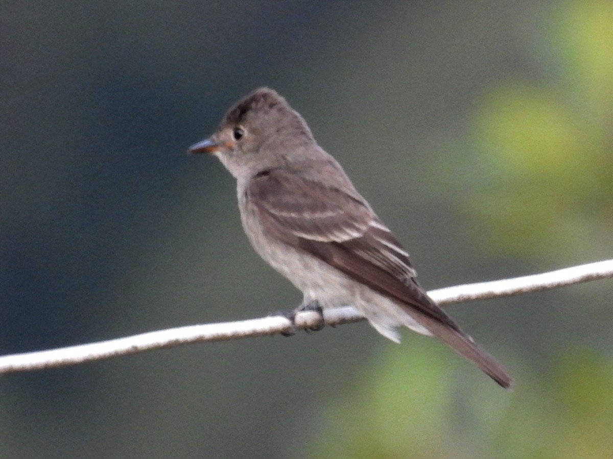 Eastern Wood-Pewee - Jhon Carlos Andres Rivera Higuera