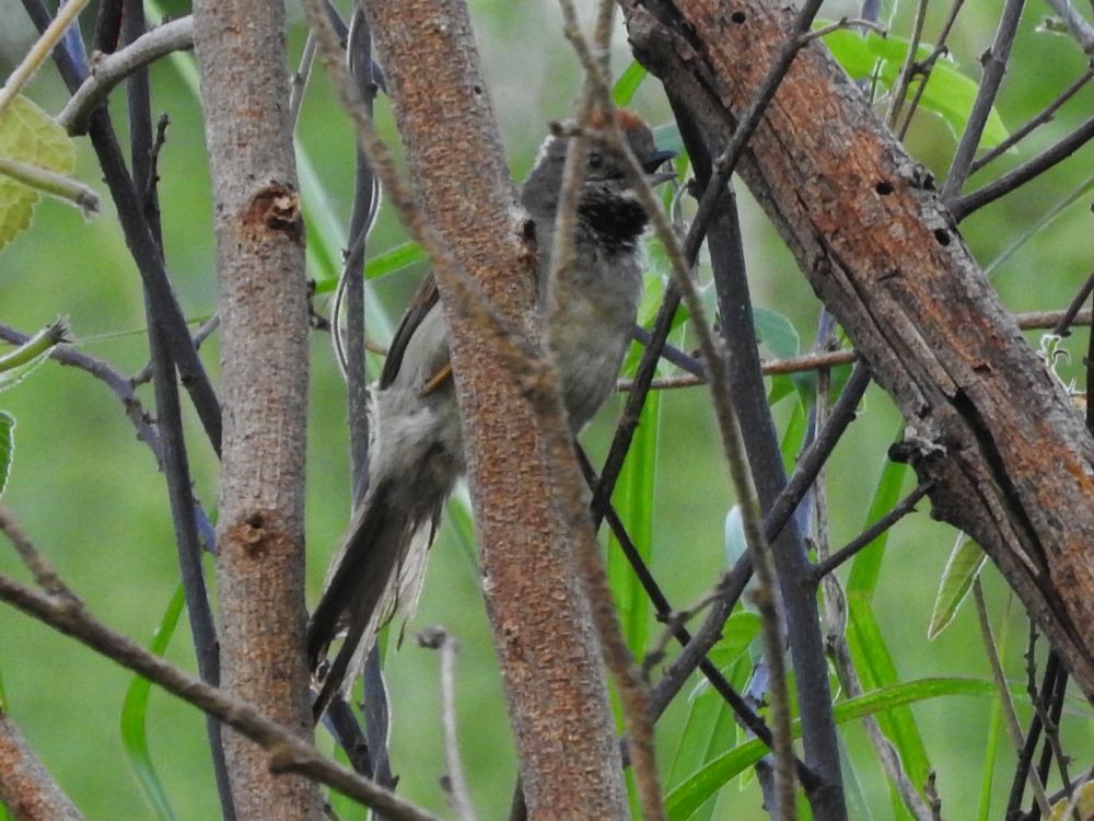 Pale-breasted Spinetail - ML624217542