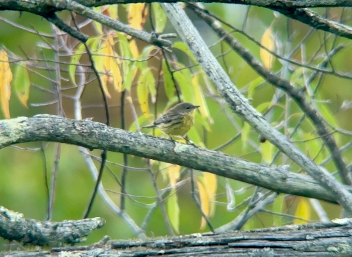 Kirtland's Warbler - ML624217551