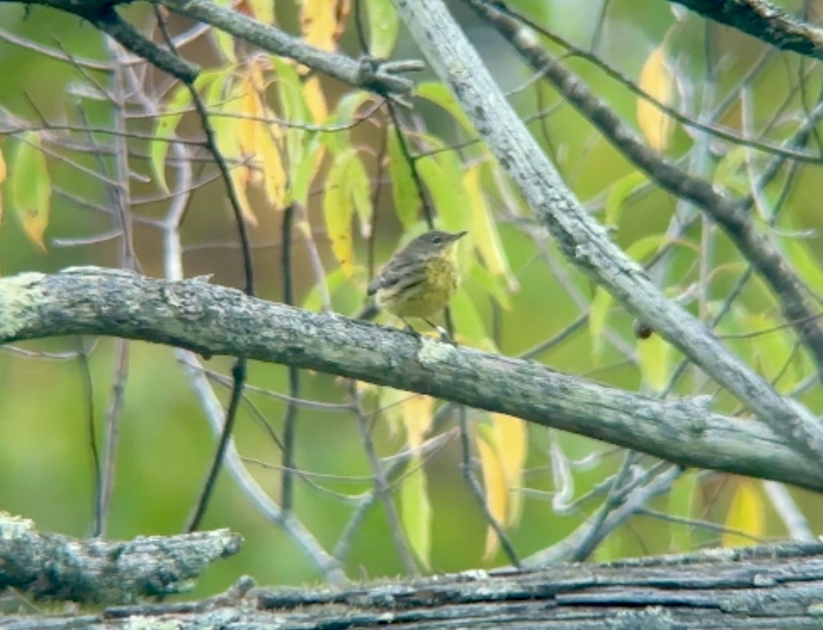 Kirtland's Warbler - ML624217552