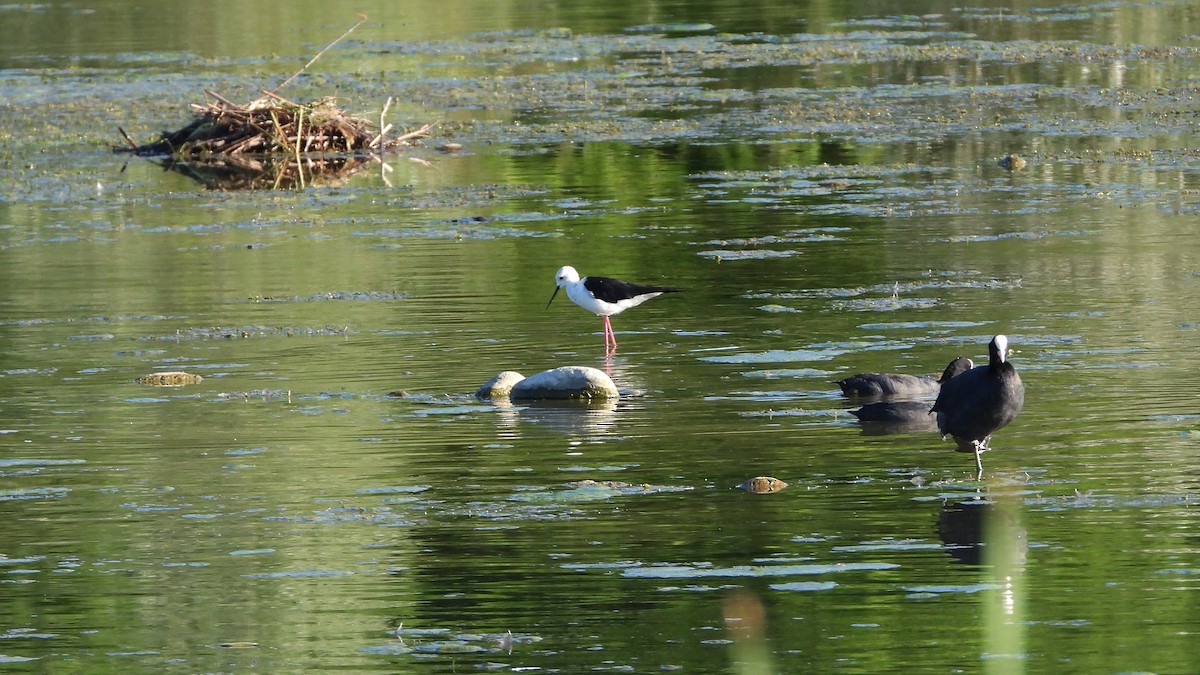 Black-winged Stilt - ML624217554