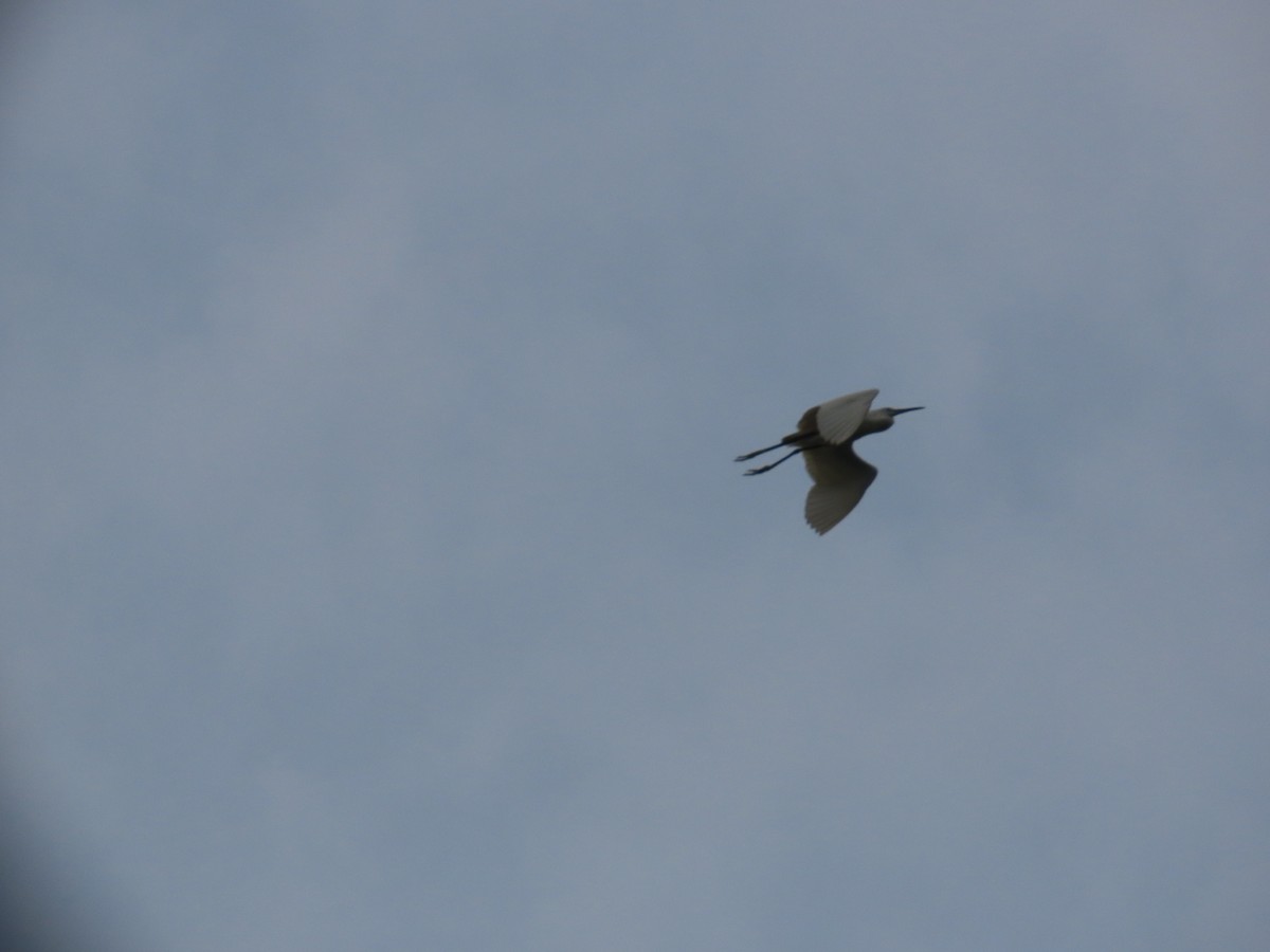 Eastern Cattle Egret - ML624217556