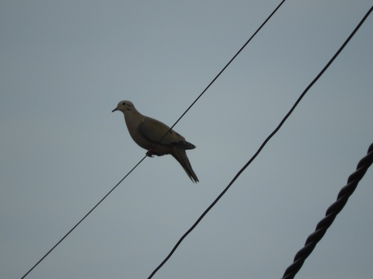 Eared Dove - ML624217558