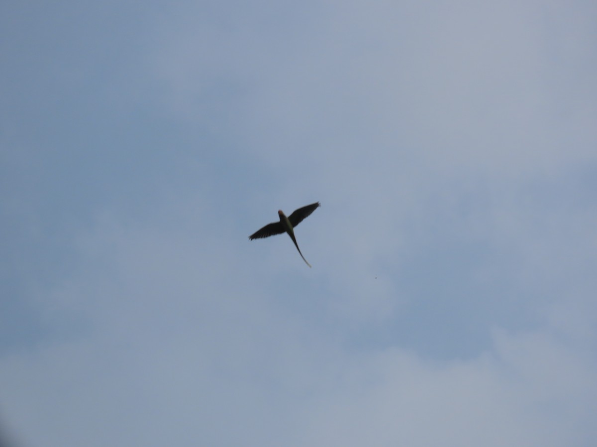 Rose-ringed Parakeet - ML624217561