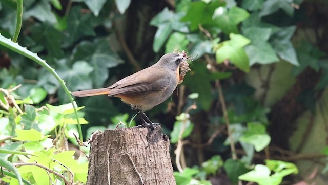 Cape Robin-Chat - ML624217563