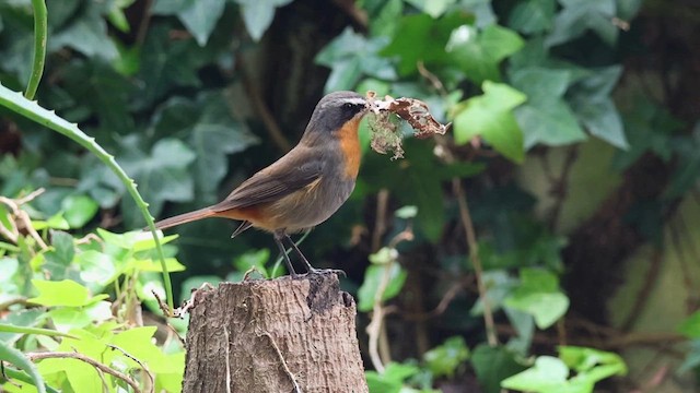 Cape Robin-Chat - ML624217564