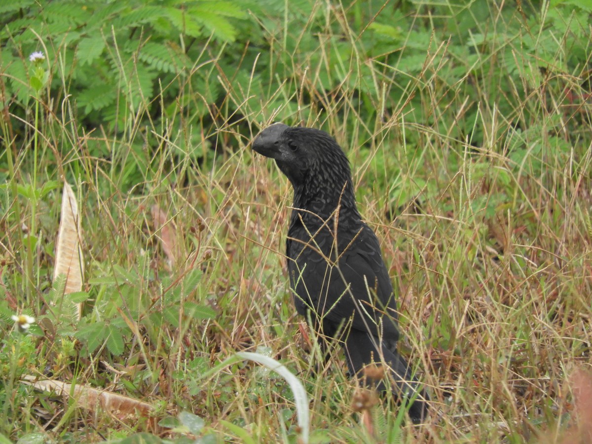 Smooth-billed Ani - ML624217566