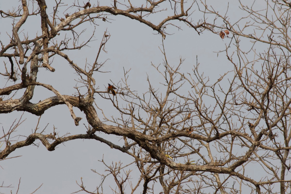 Small Minivet - ML624217568