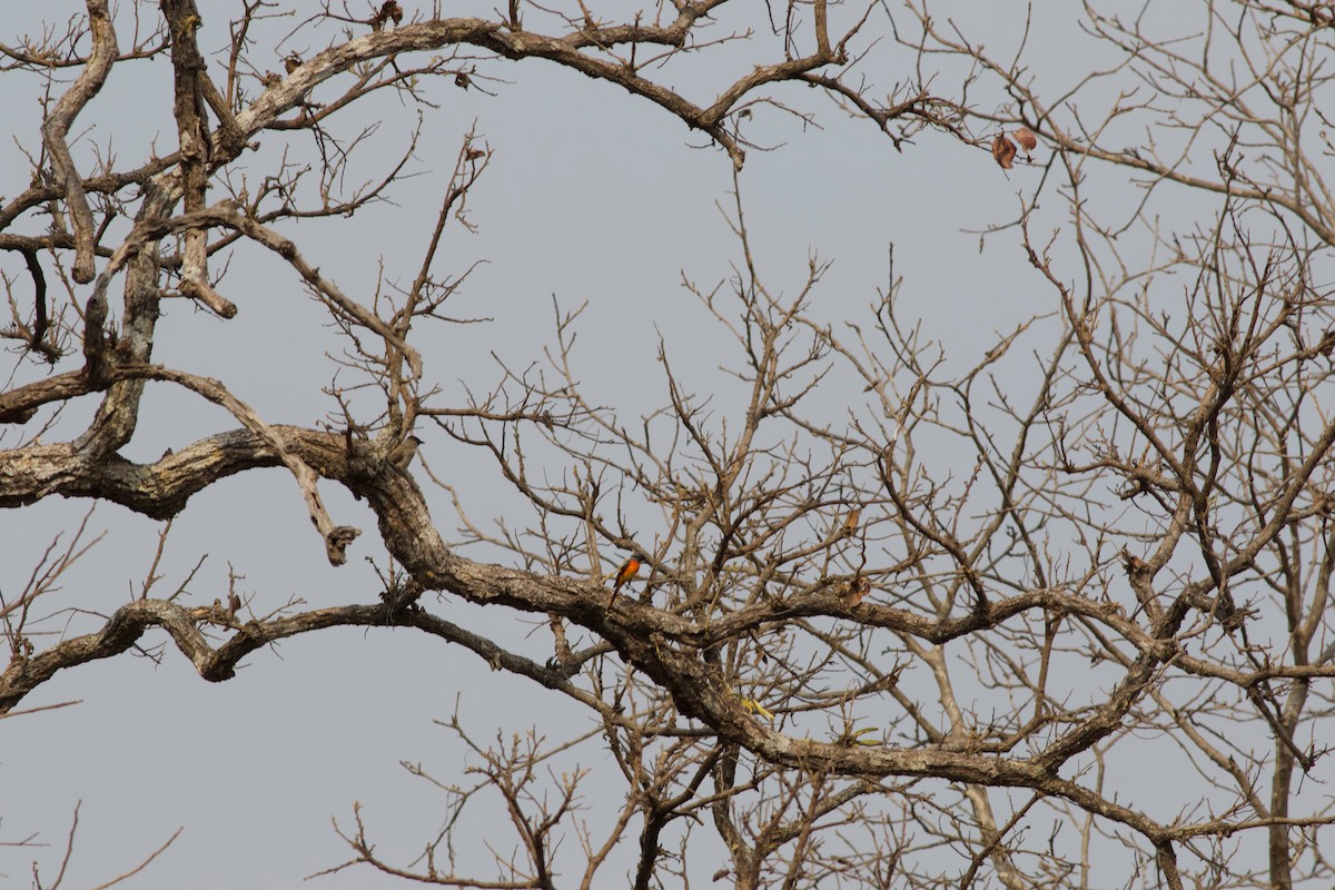 Small Minivet - ML624217569